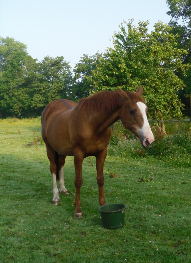 Miranda-morgens-16.06.2016-h