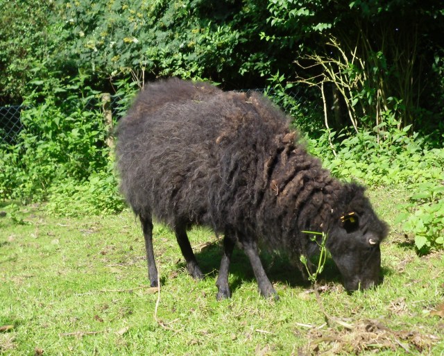 Ante schleppt ihr Futter mit sich rum.
