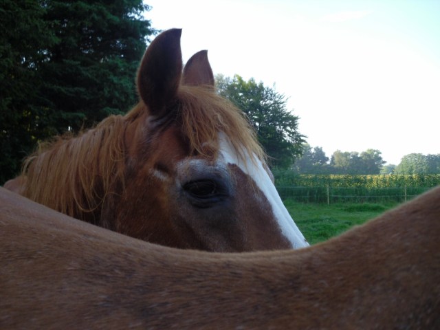 Bachus-17.07.2016-Kopf