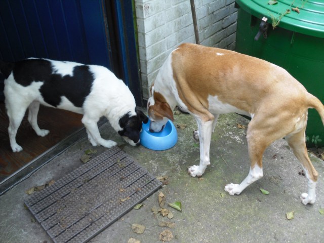 Campa-u-Chica-25.07.2016-a