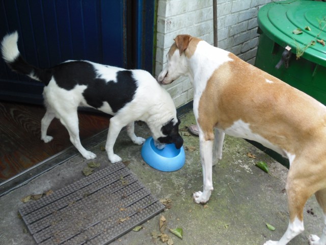 Campa-u-Chica-25.07.2016-c