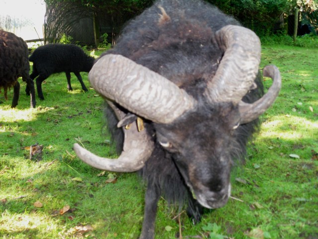 Carsten: "Gleich verplätt ich dir eine!"