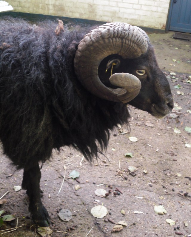 Ich kann auch lieb schauen!