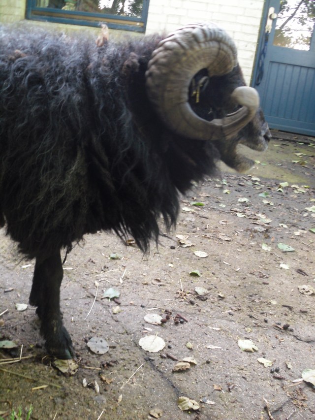 "Määääähhhhhh...."