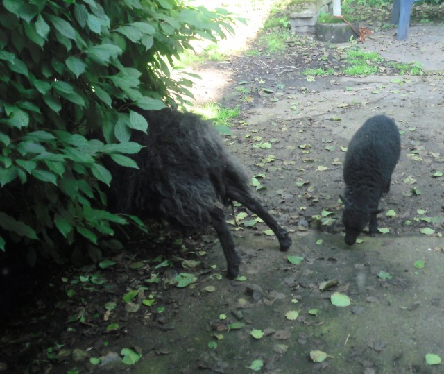 Carsten-04.07.2016-i