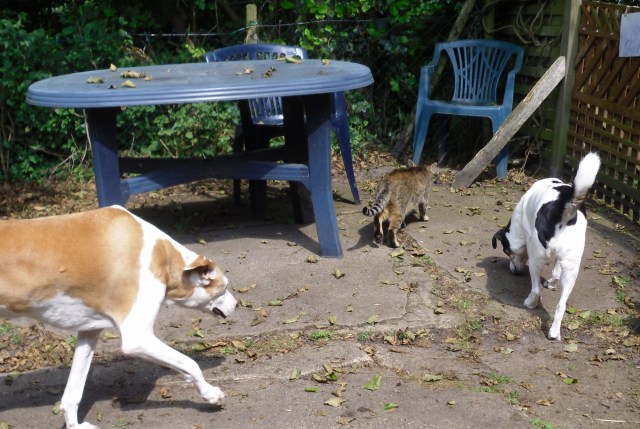 Chica-Campa-Mary-25.07.2016-a