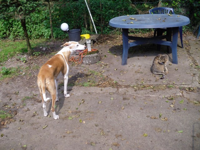 Chica-u-Mary-25.07.2016-a