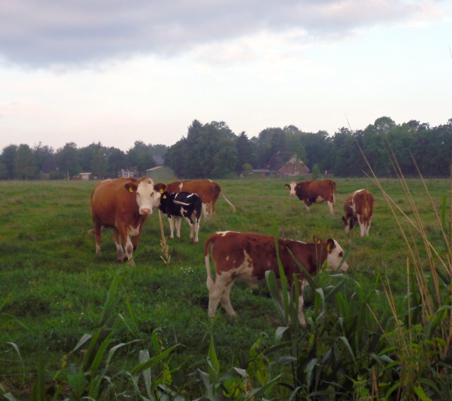 Kühe-mit-Kälbern-2