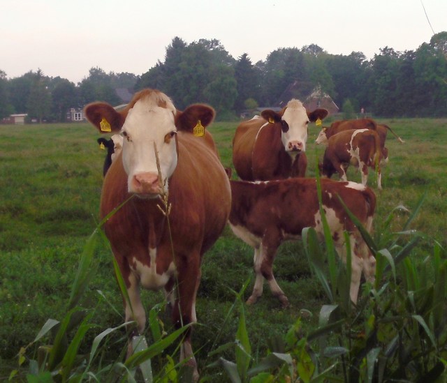 Kühe-mit-Kälbern-4