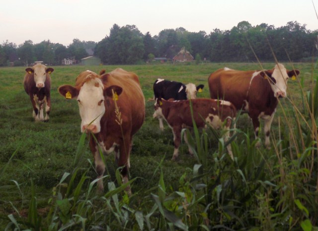 Kühe-mit-Kälbern-8