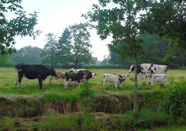 Kühe-mit-Kälbern-93