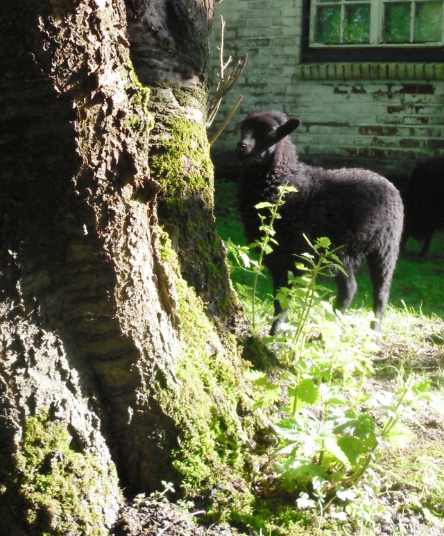 Lämmchen in der Morgensonne.