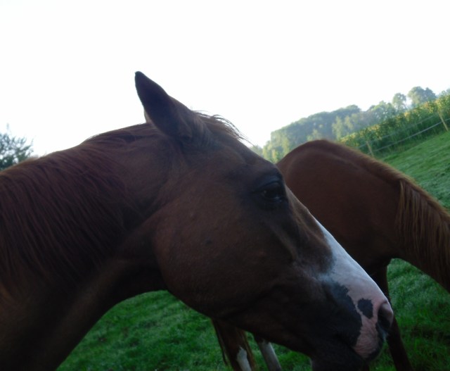 Miranda-17.07.2016-Kopf