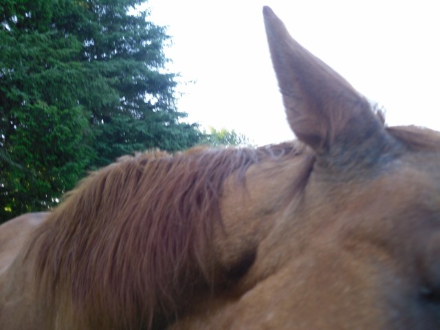 Miranda-17.07.2016-Ohr