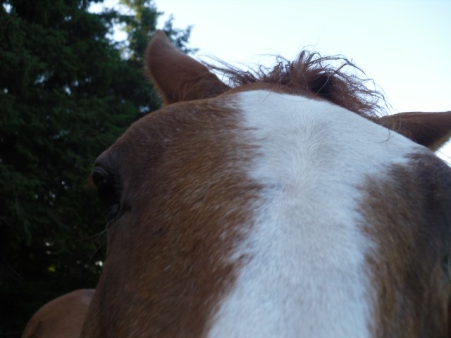 Miranda-17.07.2016-Stirn