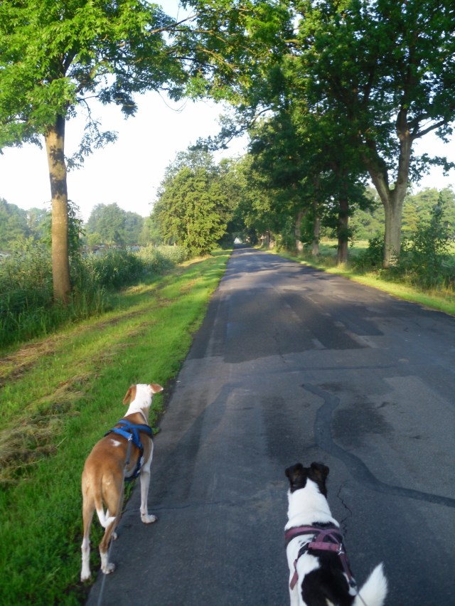 Morgengassi-17.07.2016-b