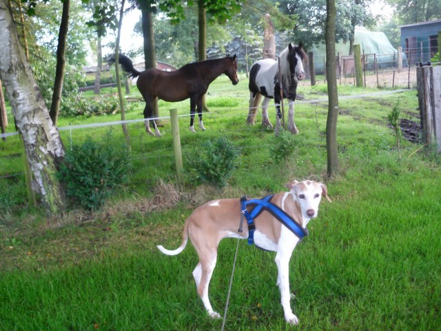 Morgengassi-17.07.2016