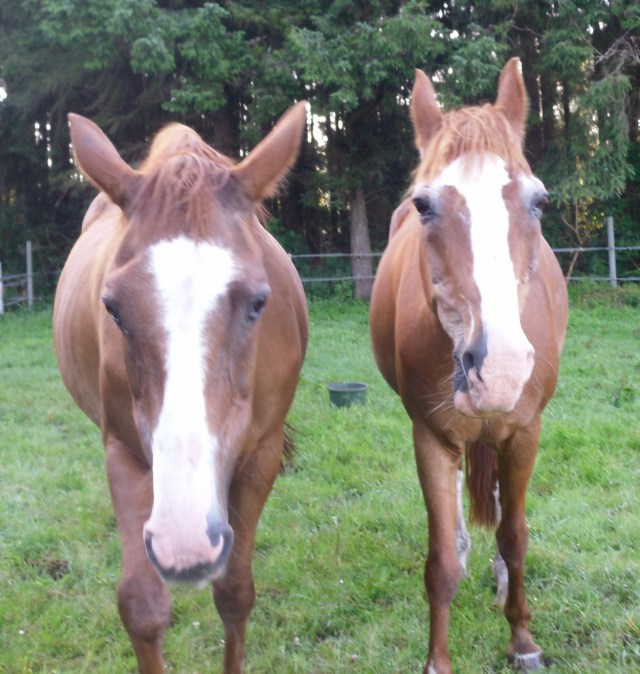 Pferde-17.07.2016-folgt-mir-1