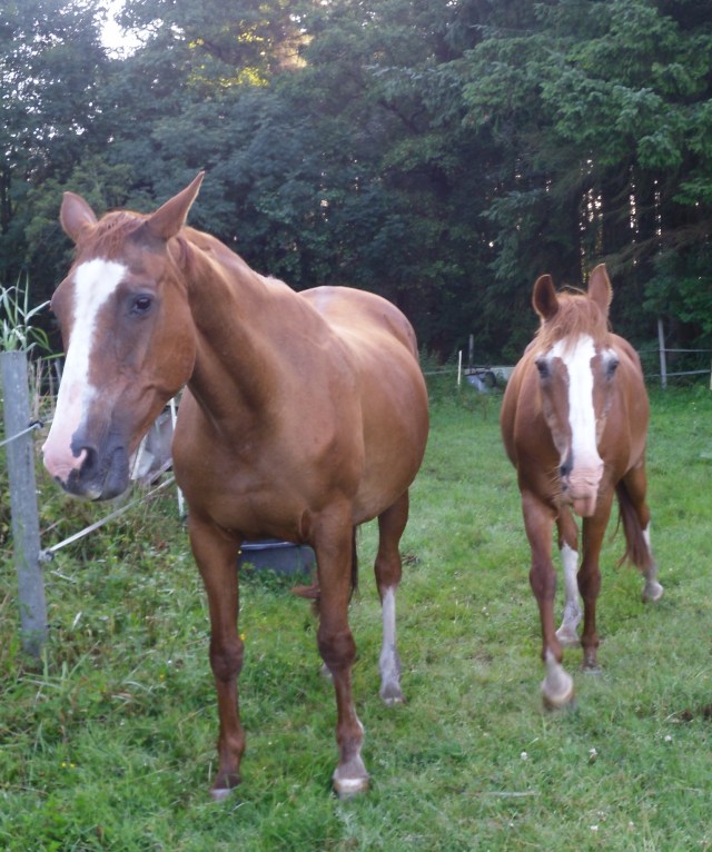 Pferde-17.07.2016-folgt-mir-2