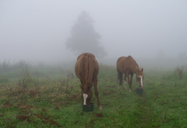Pferde-Nebel-22.07.2016-a