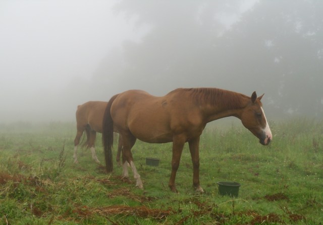 Pferde-Nebel-22.07.2016-b