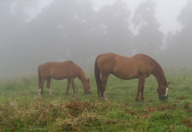 Pferde-Nebel-22.07.2016-c