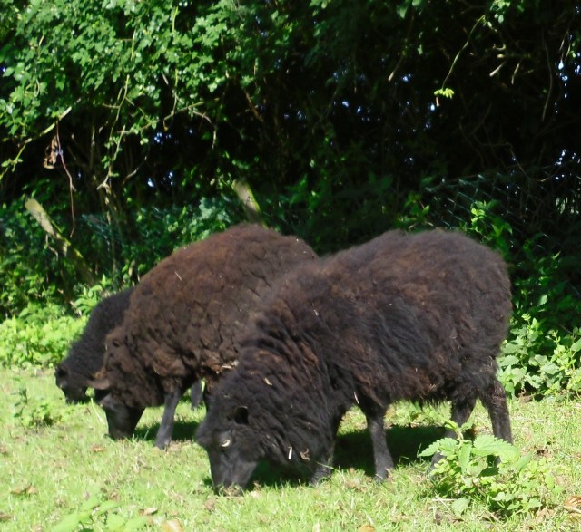Neue olympische Disziplin: Synchronfressen.