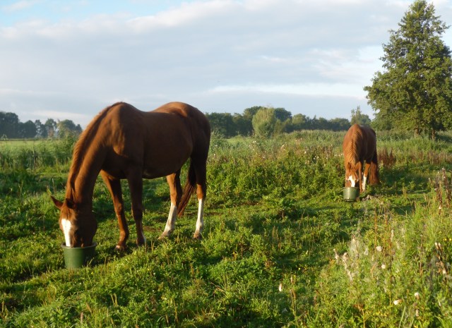 Frühstück-15.08.2016