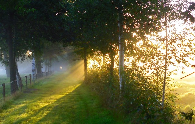 Goldenes-Licht-15.08.2016