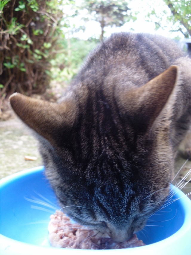 Mary-Thunfisch-und-Huhn-b