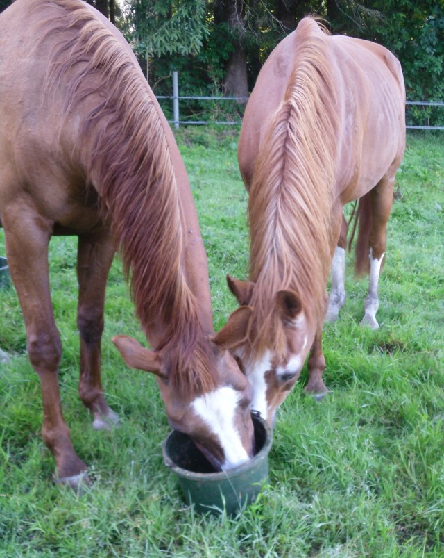 Pferde-17.07.2016-mein-Eimer-2