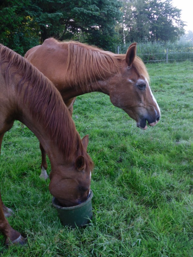 Pferde-17.07.2016-mein-Eimer