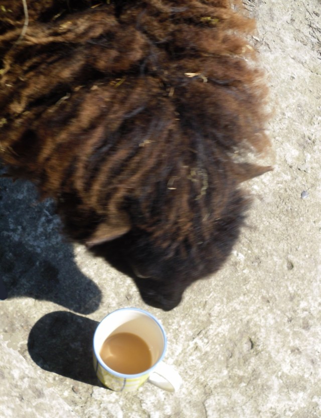 Tini-Winki-02.05.2016-b