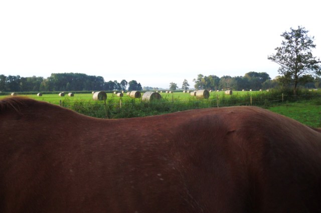 bachus-heuernte-21-09-2016