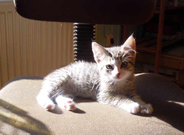 jane-08-09-2015-buerostuhl-2