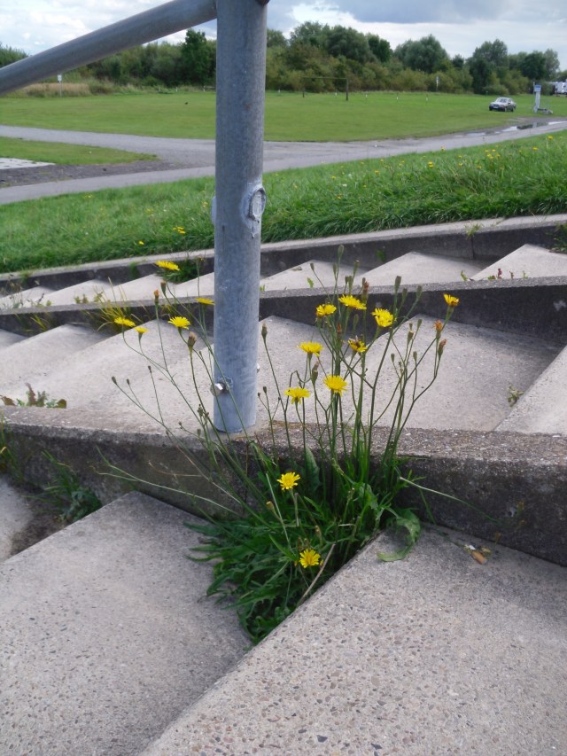 Krautsand-Deich-Treppe-1