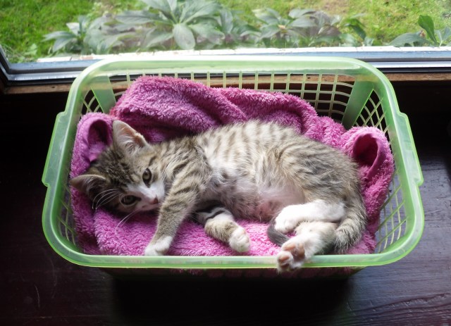 luzy-ablage-21-09-2016-a