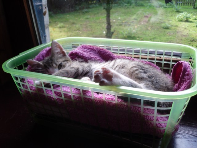 luzy-ablage-21-09-2016-b