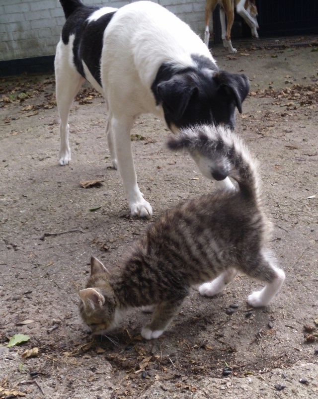 luzy-campa-21-09-2016-a