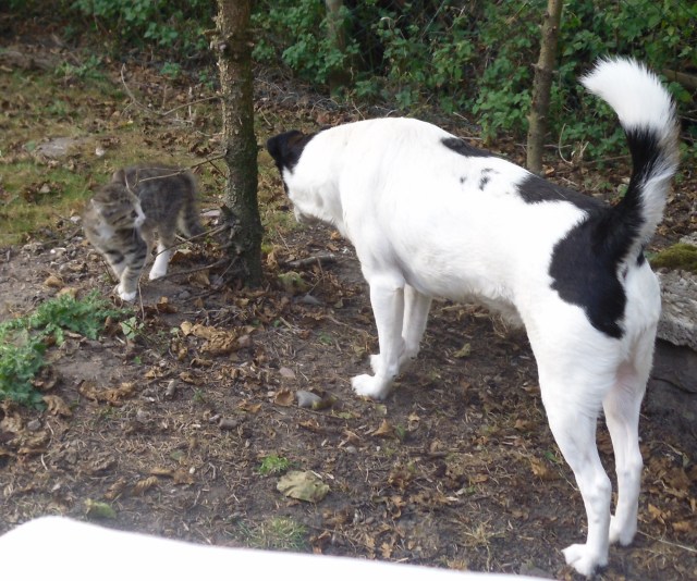 luzy-campa-24-09-2016-a