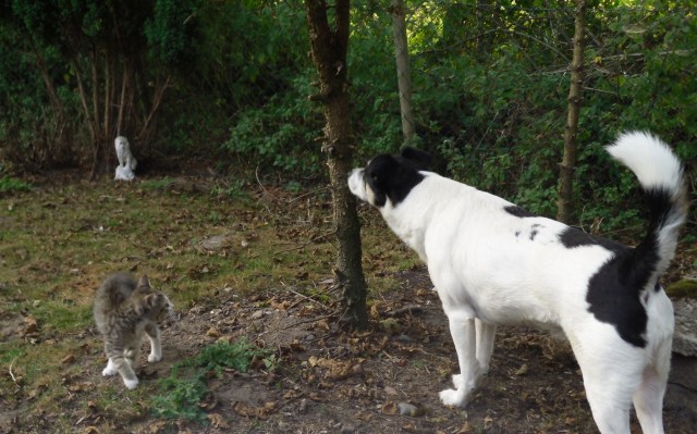 luzy-campa-24-09-2016-b