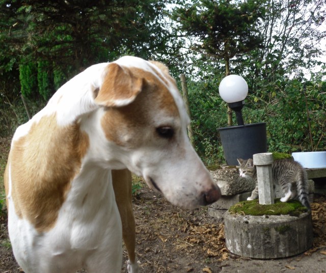 luzy-chica-21-09-2016-d