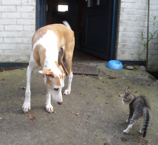 luzy-chica-24-09-2016-a