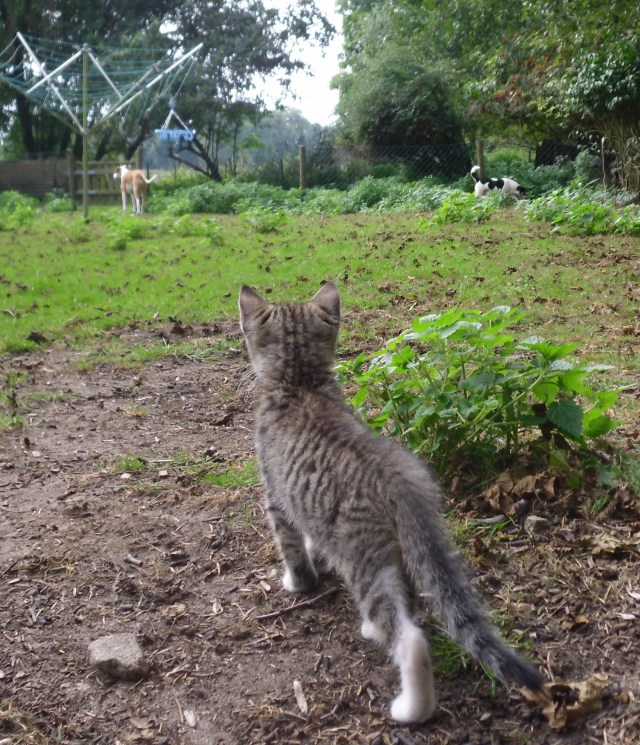 luzy-chica-campa-21-09-2016-c