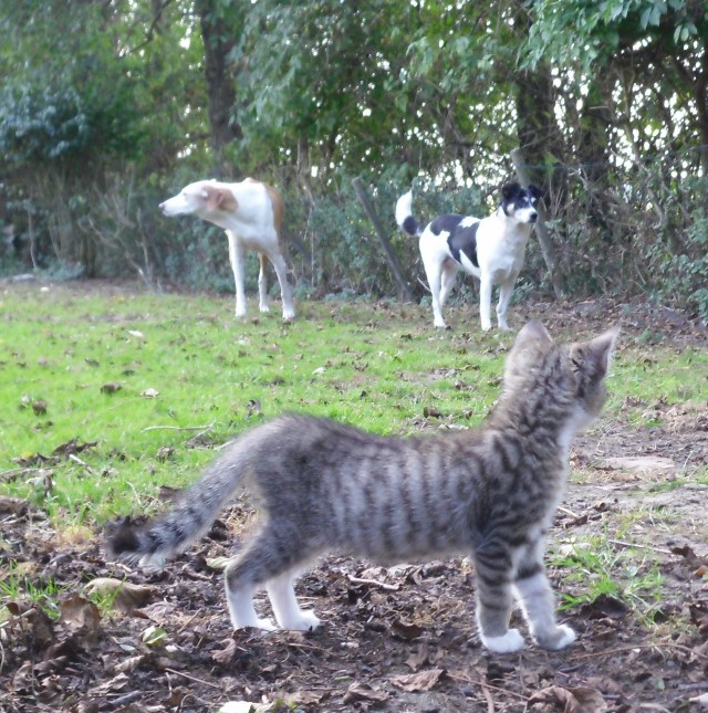 luzy-chica-campa-24-09-2016-a