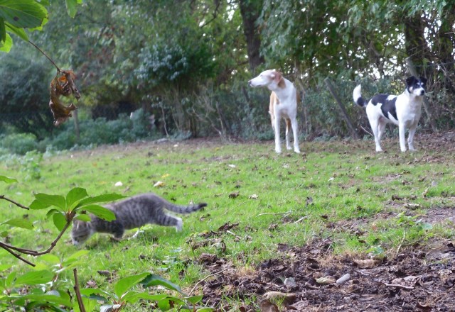 luzy-chica-campa-24-09-2016-d