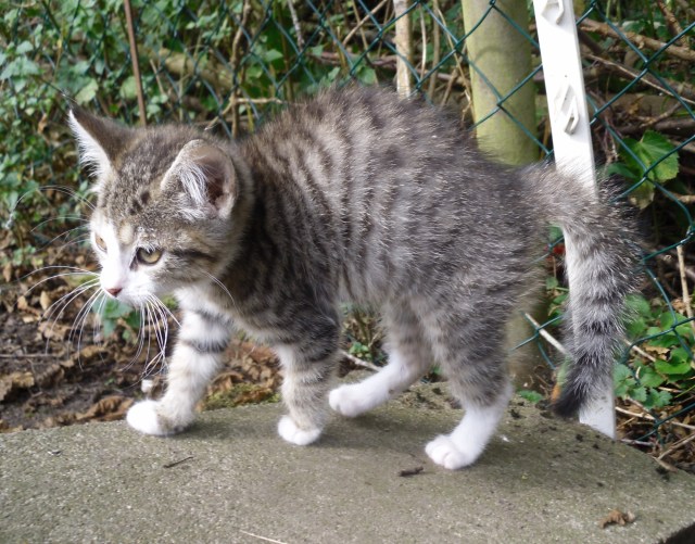 luzy-draussen-21-09-2016-g