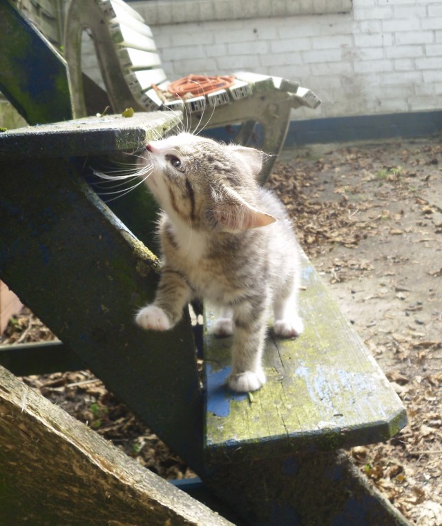 luzy-draussen-21-09-2016-j