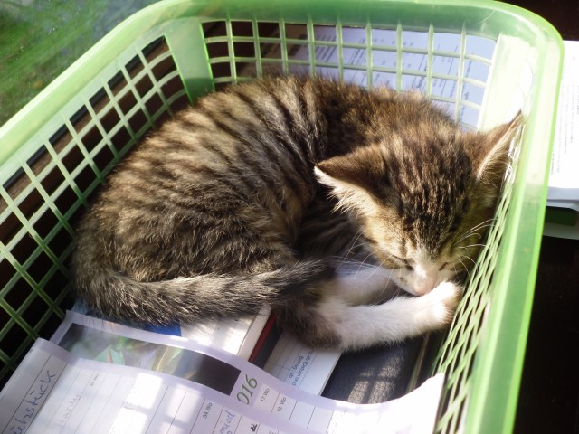 luzy-korb-17-09-2016-a