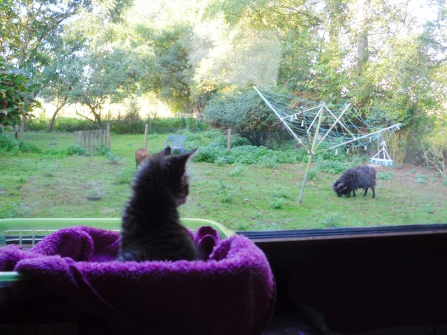 luzy-schafe-19-09-2016